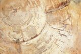 Beautiful, Petrified Wood (Araucaria) Slab - Madagascar #325552-1